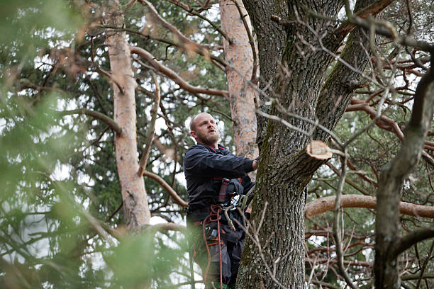 Best Arborist Consultation Services  in USA